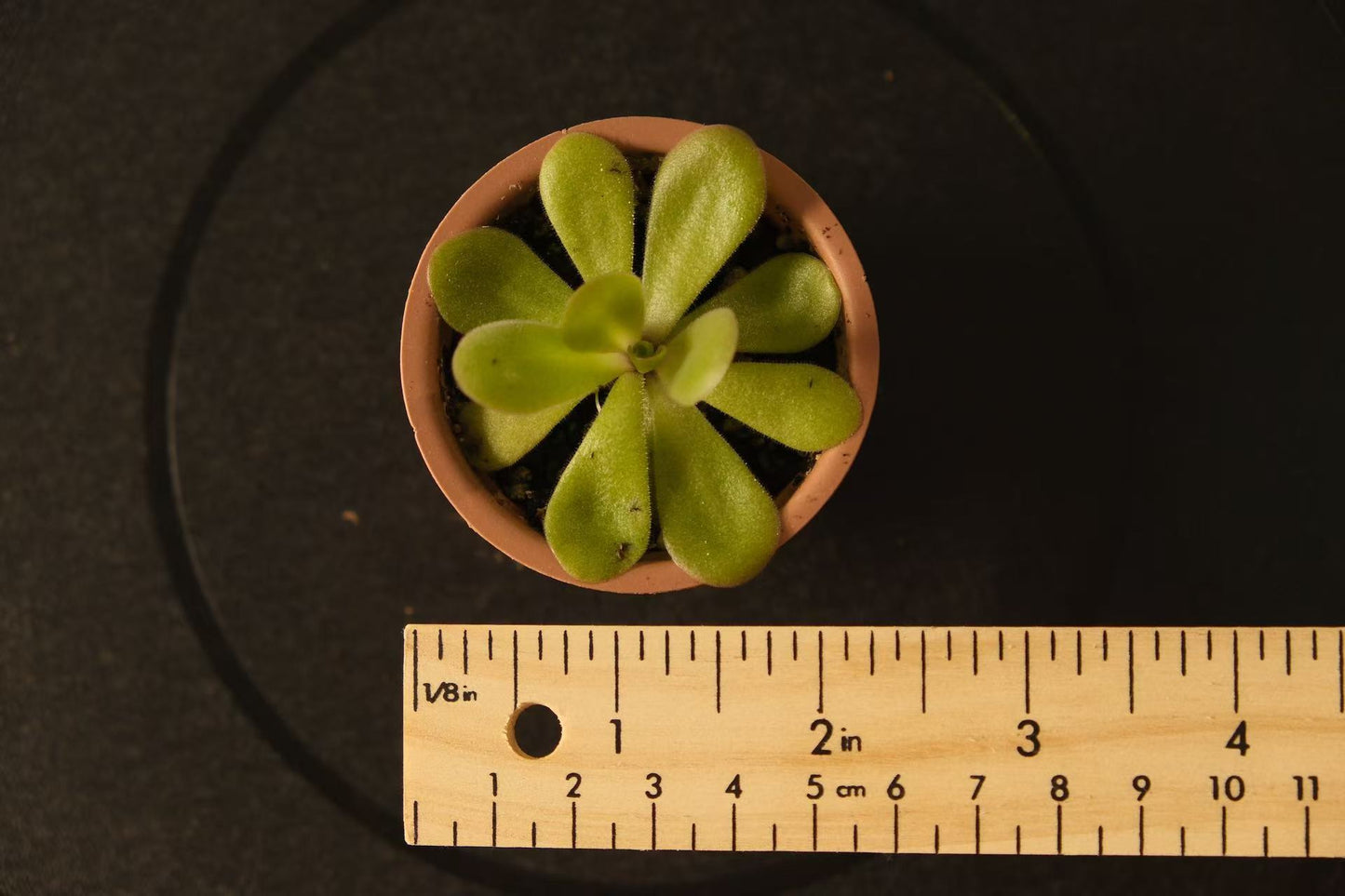 Pinguicula 'Tina'