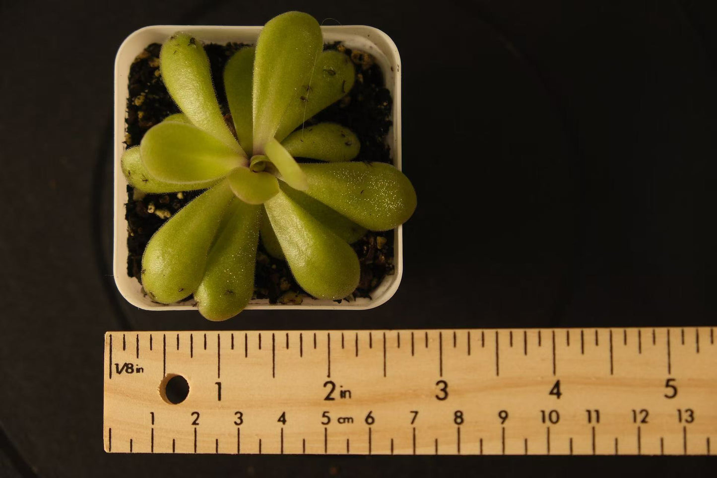 Pinguicula 'Tina'