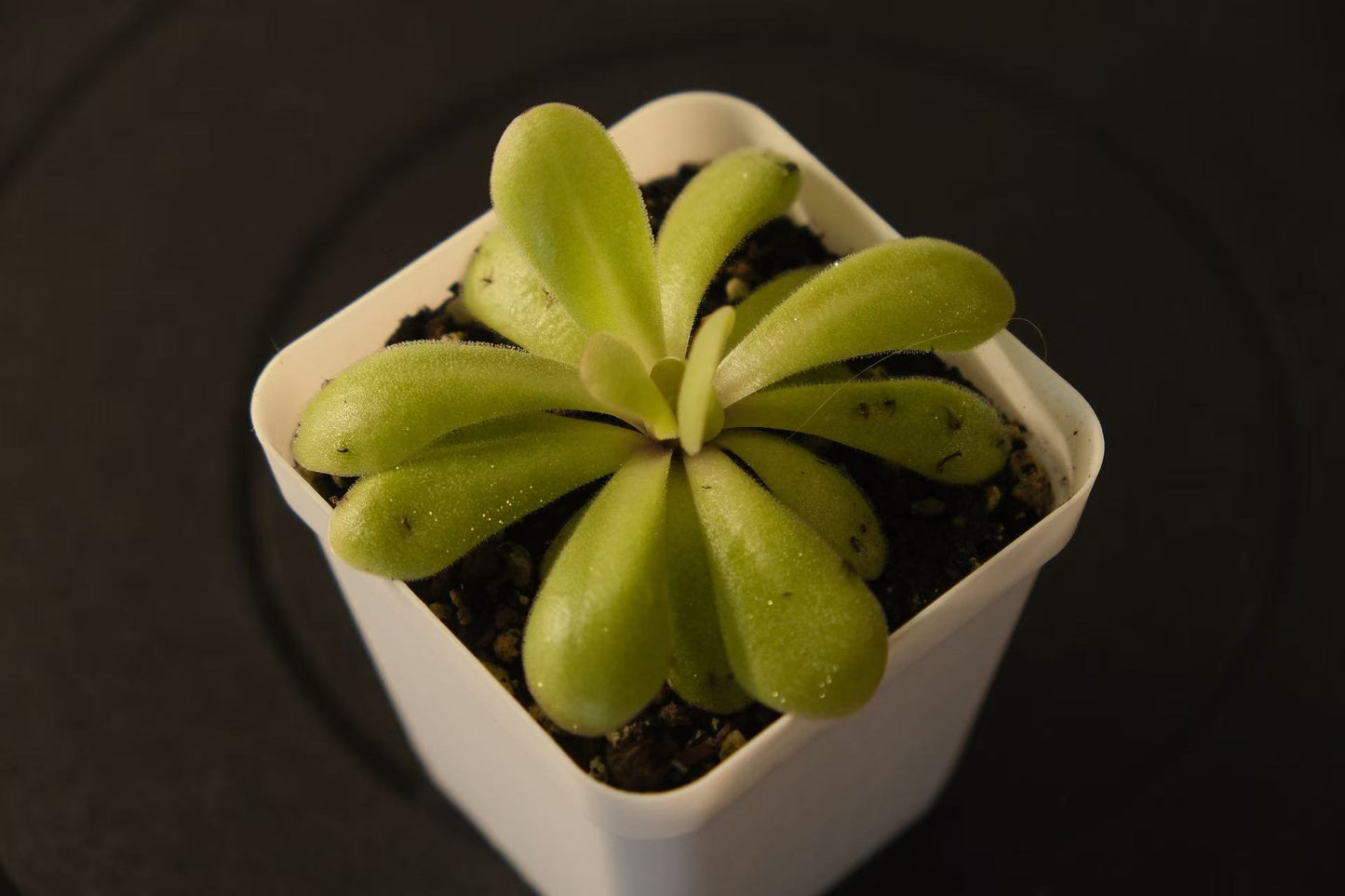 Pinguicula 'Tina'