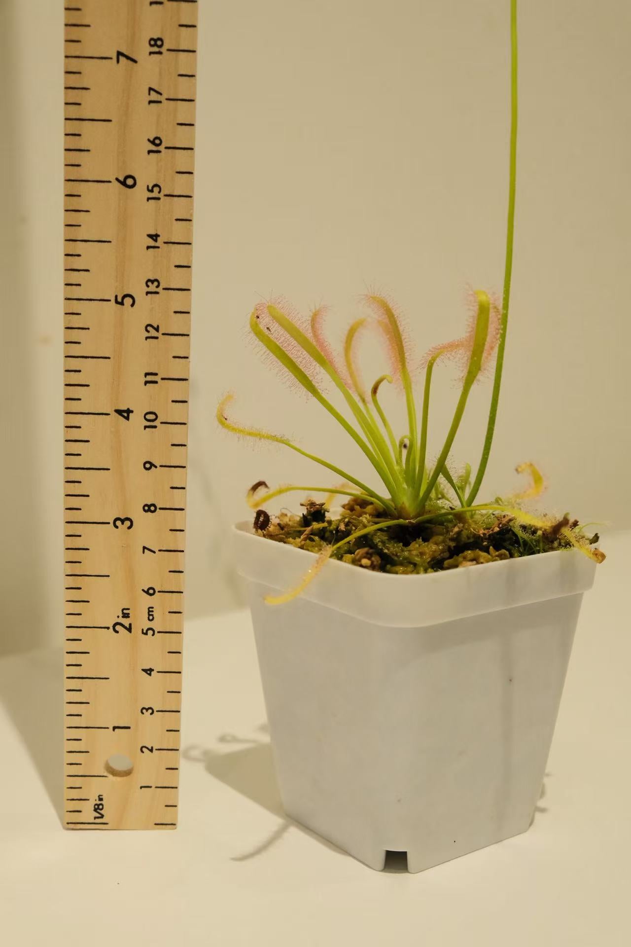 Drosera capensis (Cape Sundew)