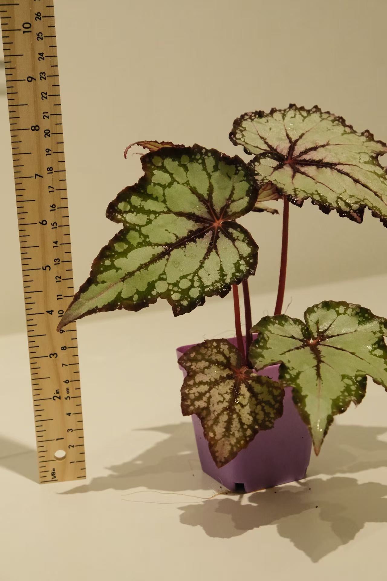 Begonia 'Robert Gordon'