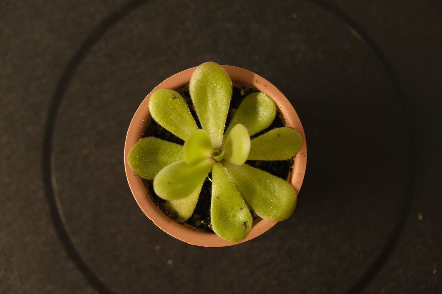 Pinguicula 'Tina'