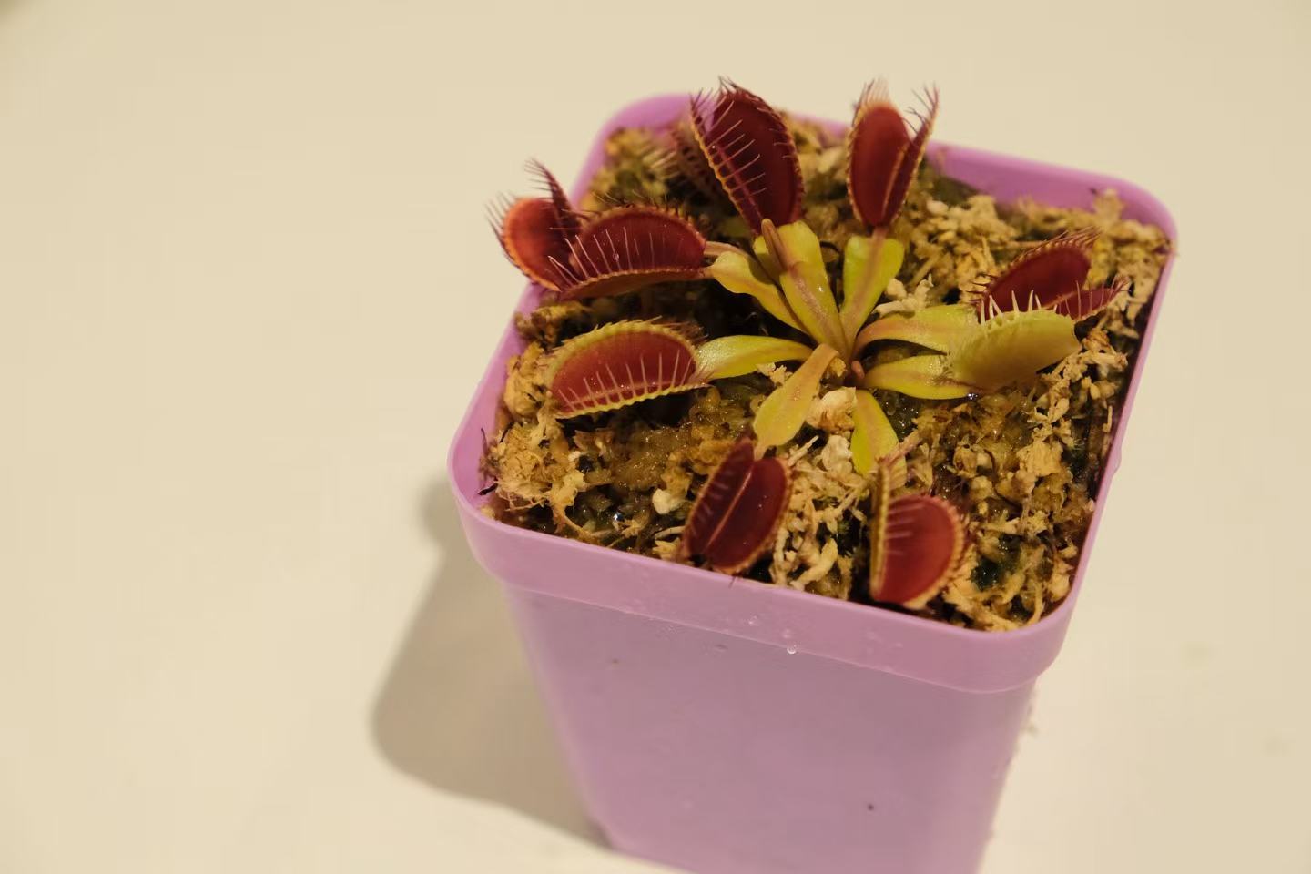 Dionaea muscipula (Venus Flytrap)