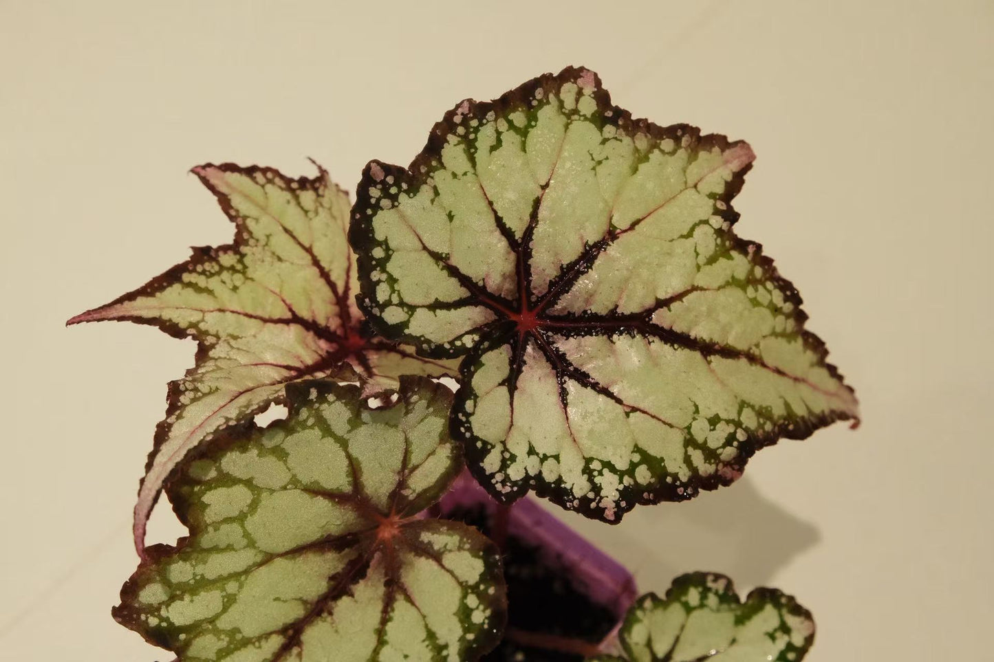 Begonia 'Robert Gordon'