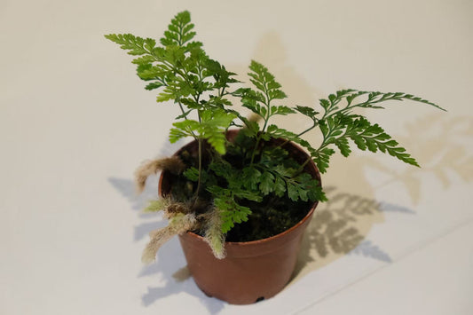 Davallia fejeensis (Rabbit Foot Fern)