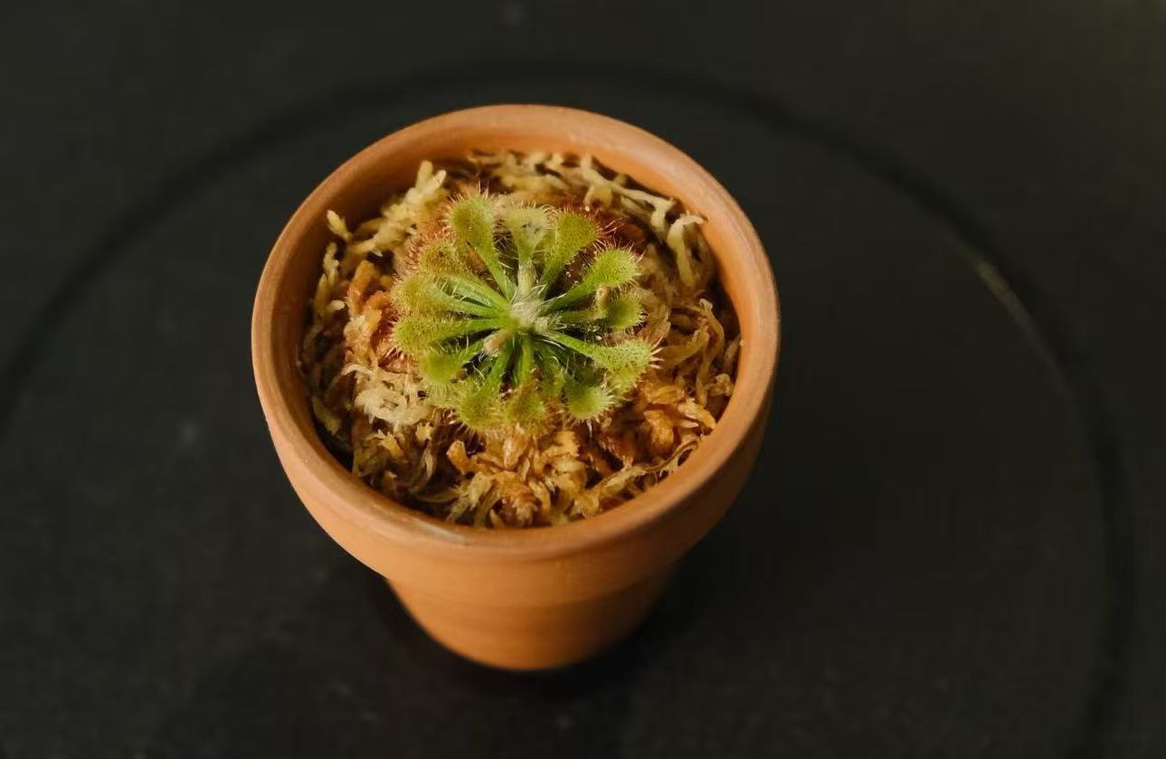 Drosera spatulata (Spoon-leaved Sundew)