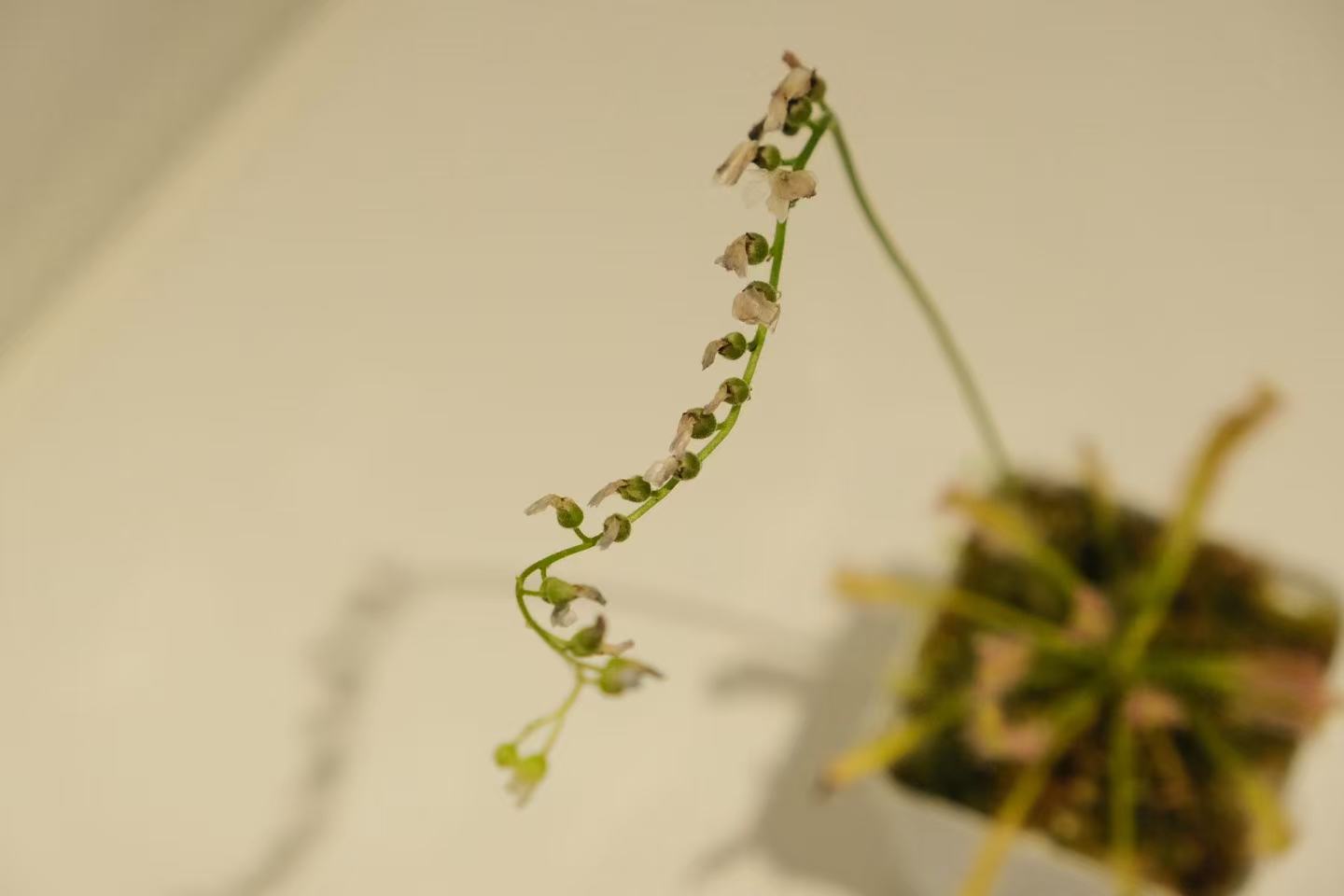 Drosera capensis (Cape Sundew)