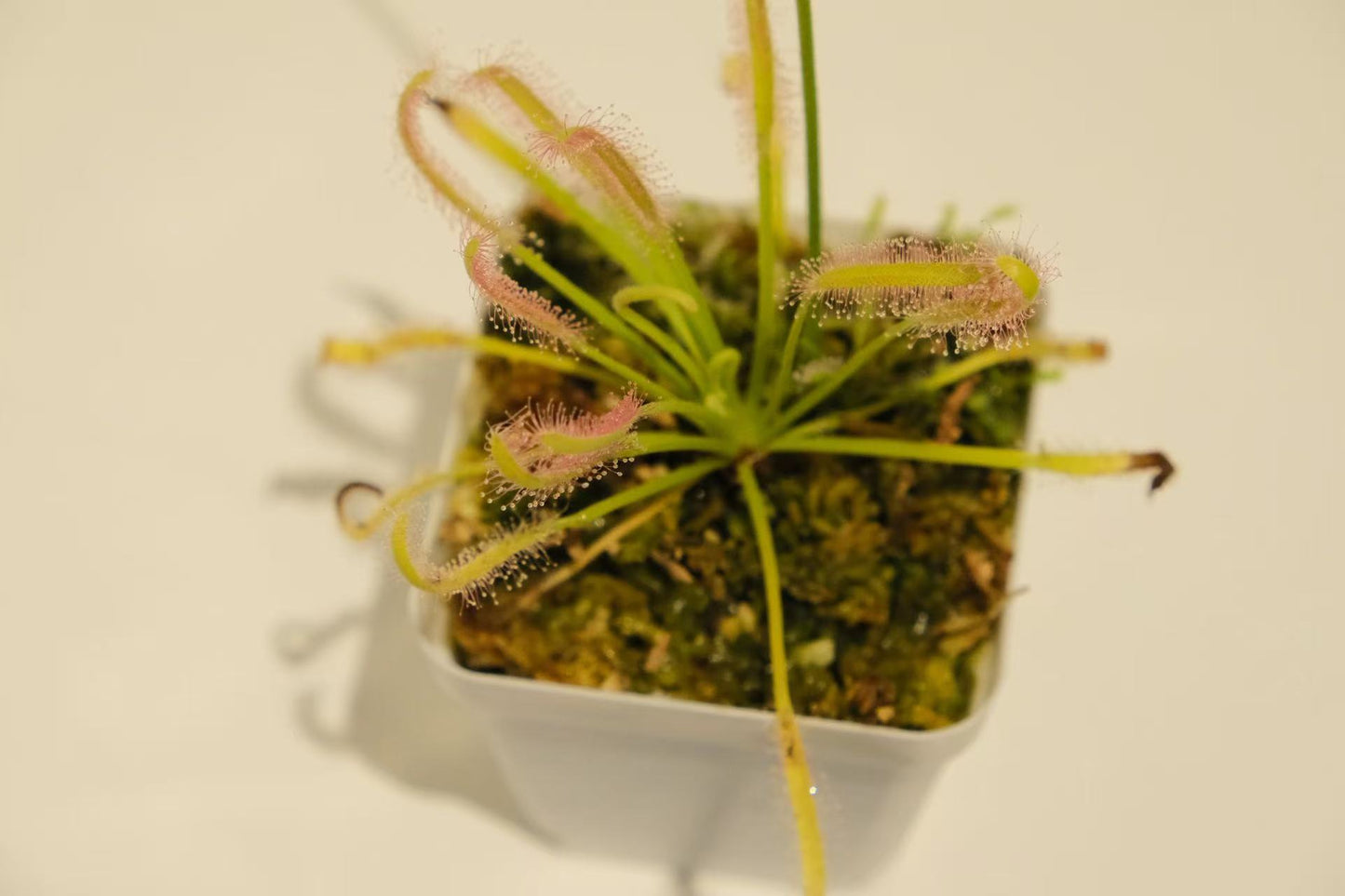 Drosera capensis (Cape Sundew)
