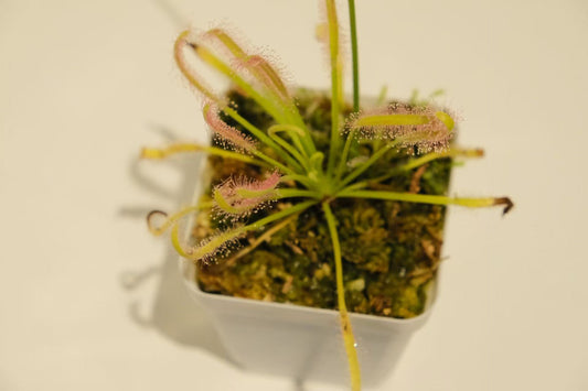Drosera capensis (Cape Sundew)