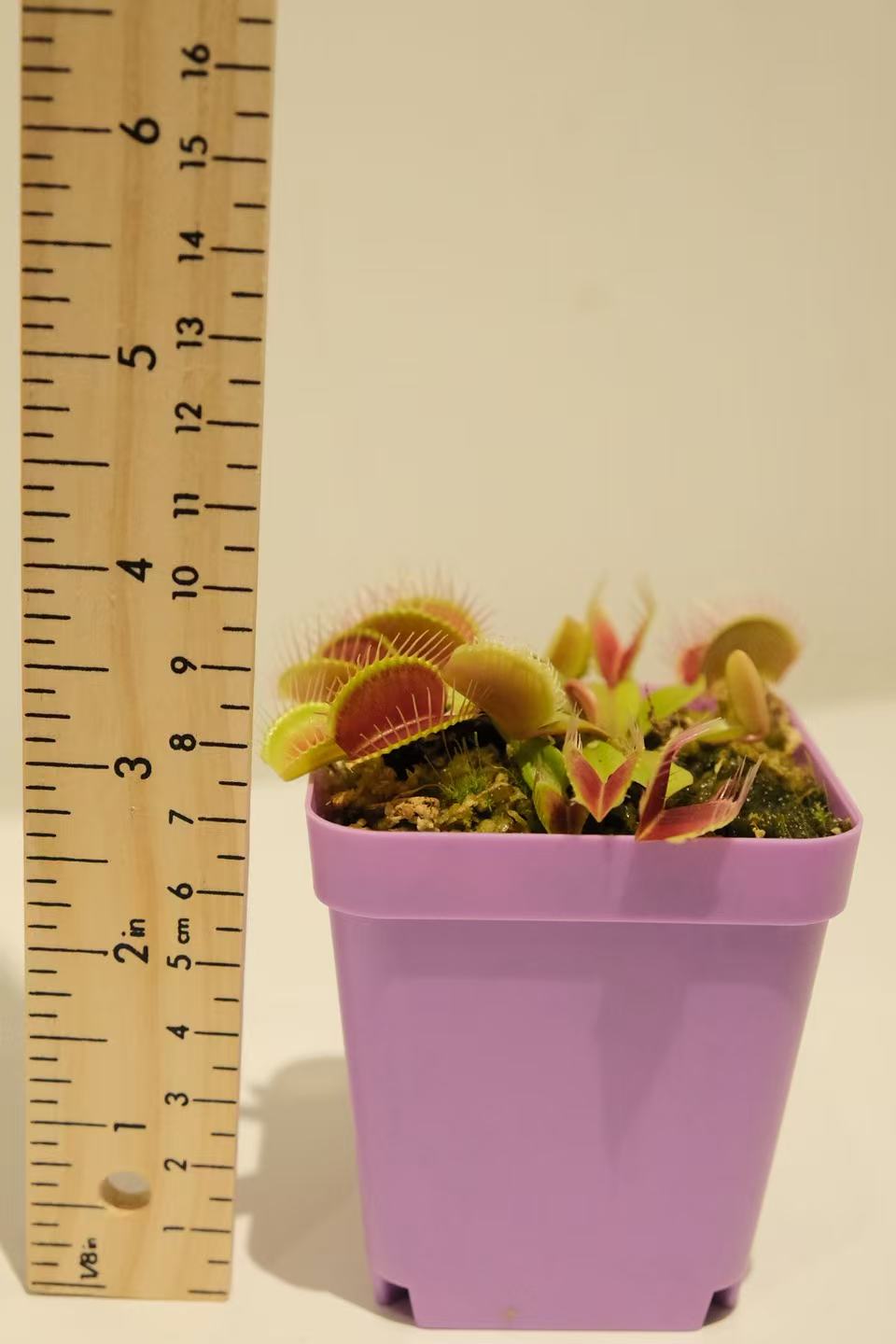 Dionaea muscipula (Venus Flytrap)
