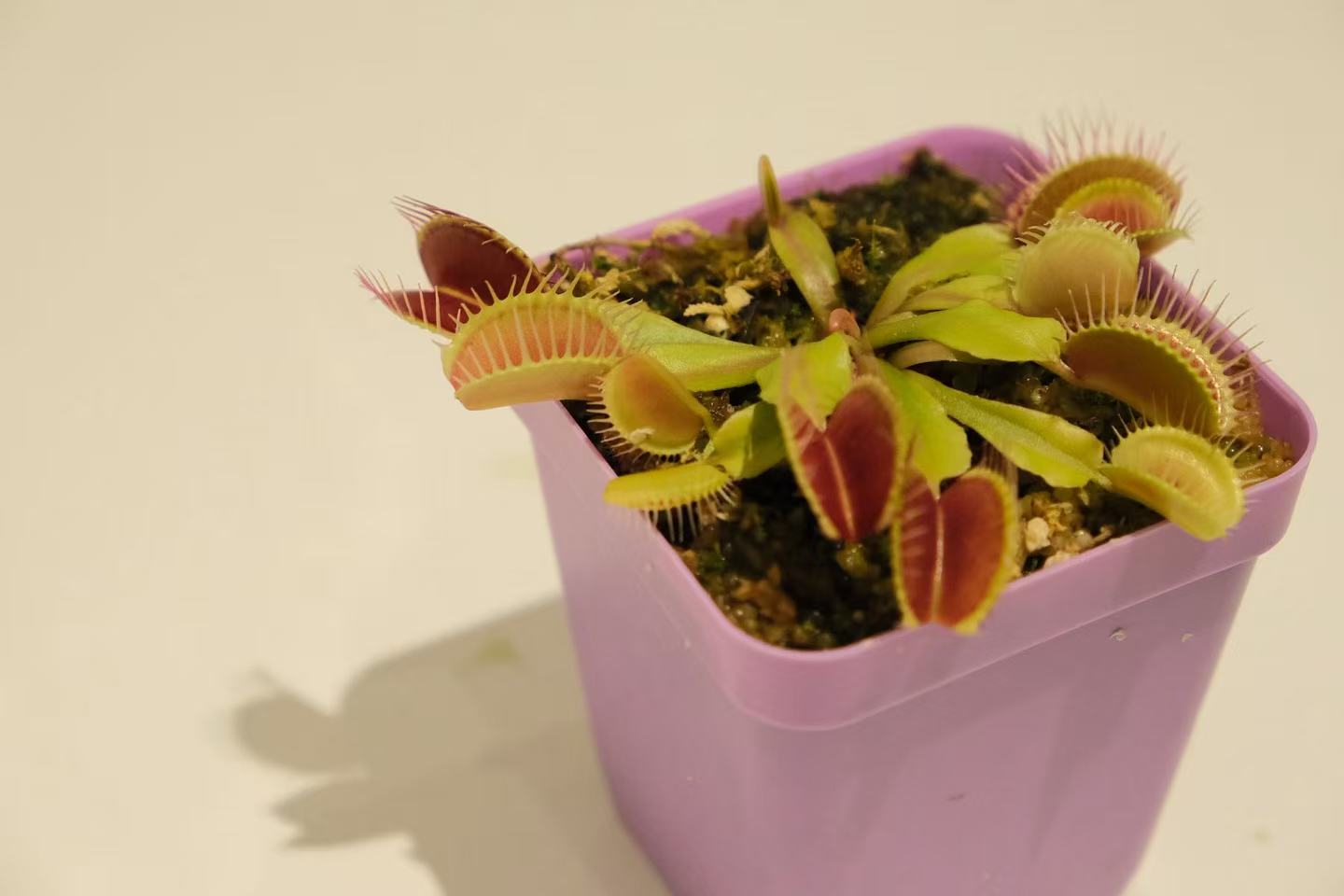 Dionaea muscipula (Venus Flytrap)