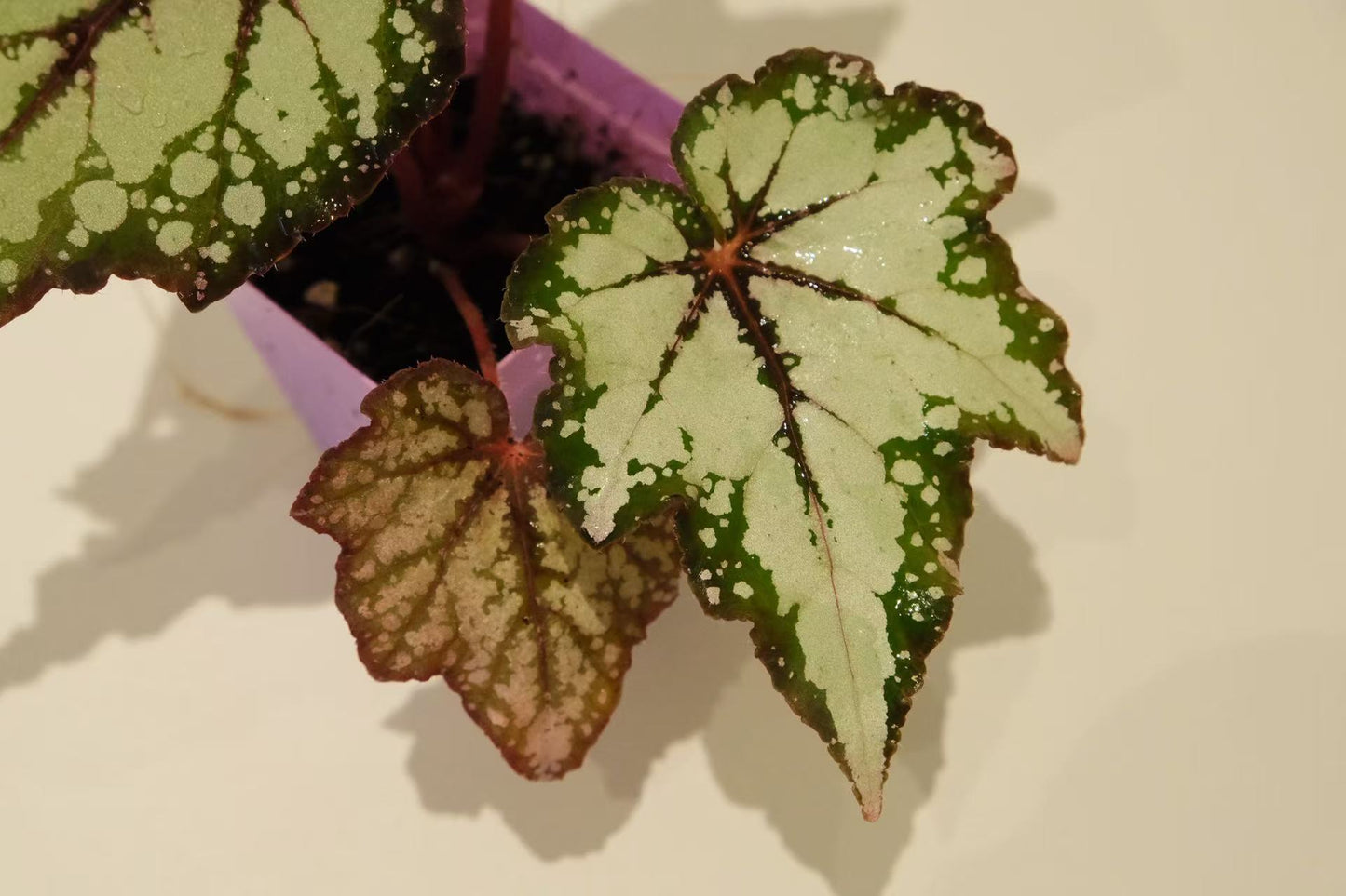 Begonia 'Robert Gordon'