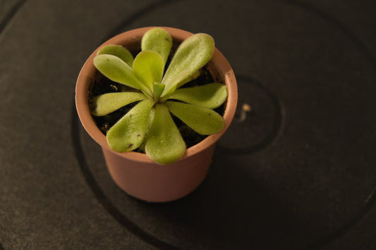 Pinguicula 'Tina'