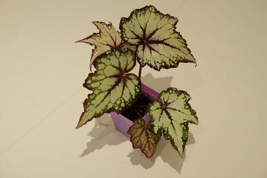 Begonia 'Robert Gordon'