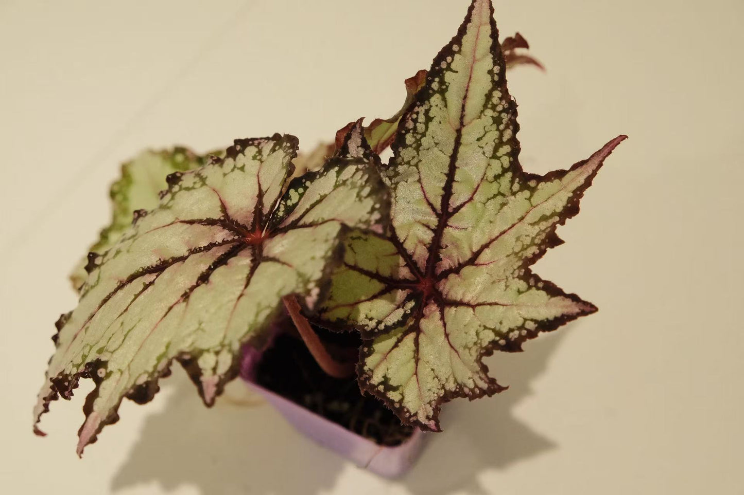 Begonia 'Robert Gordon'