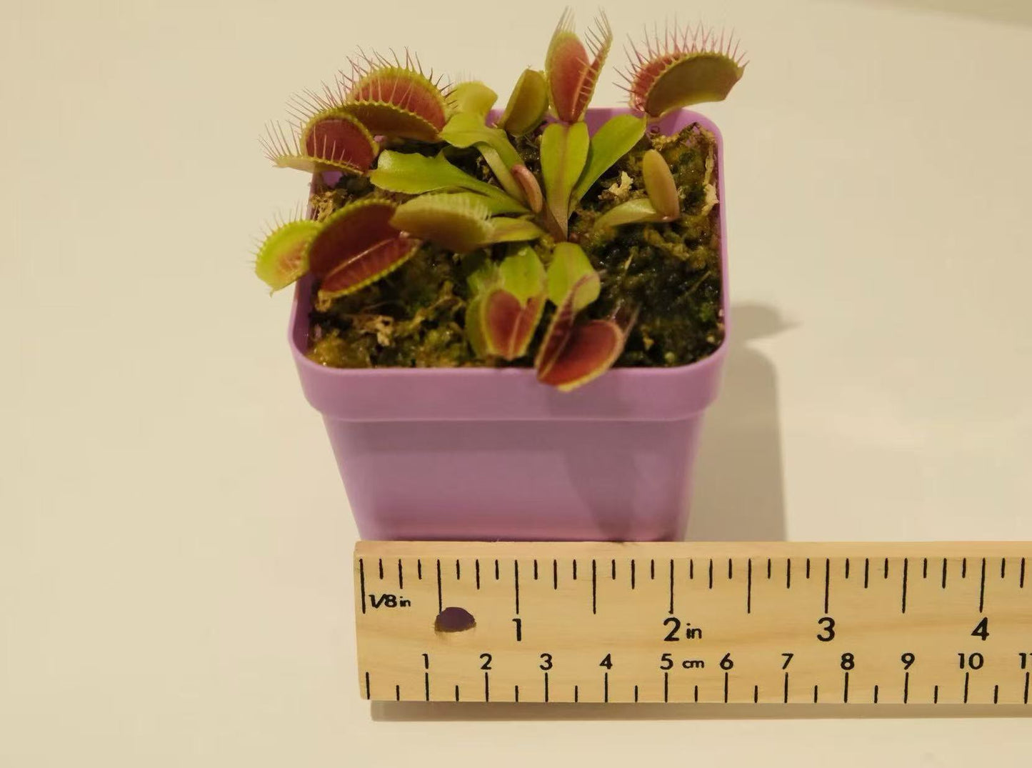 Dionaea muscipula (Venus Flytrap)