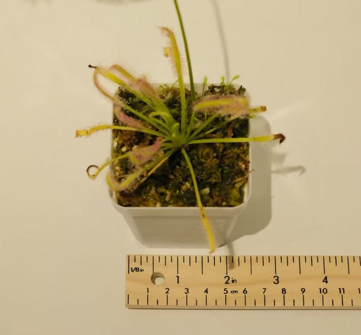 Drosera capensis (Cape Sundew)