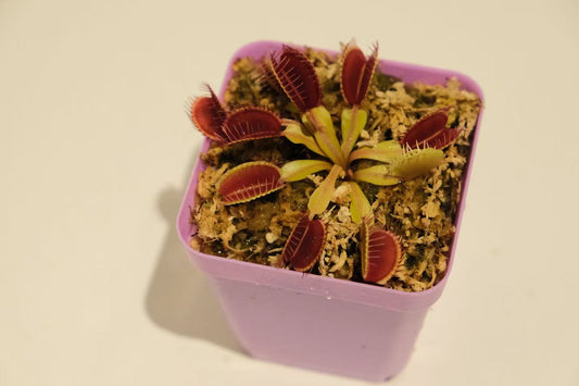 Dionaea muscipula (Venus Flytrap)