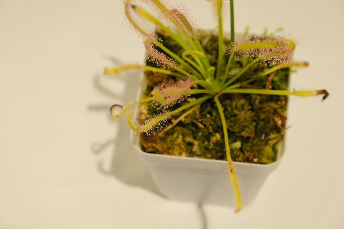 Drosera capensis (Cape Sundew)