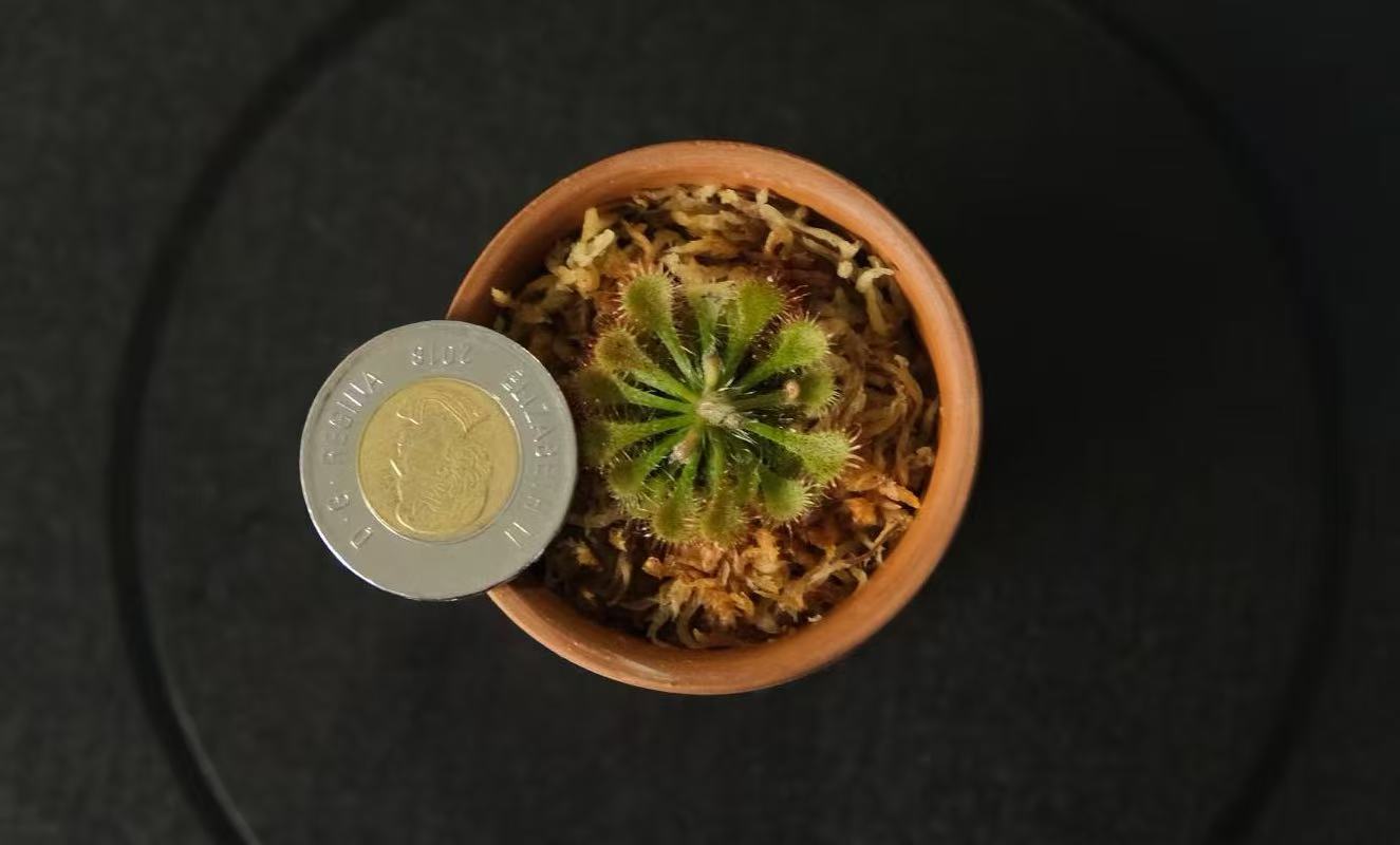 Drosera spatulata (Spoon-leaved Sundew)